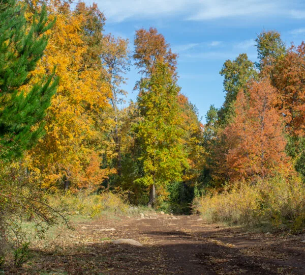 Cumbres de Dañicalqui