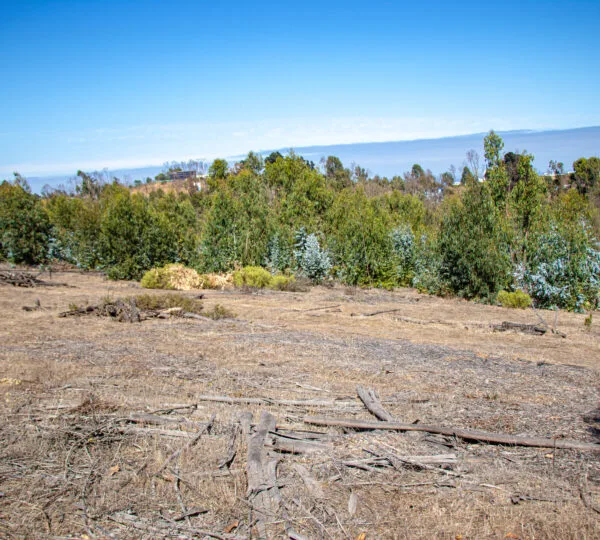 Campo Viejo