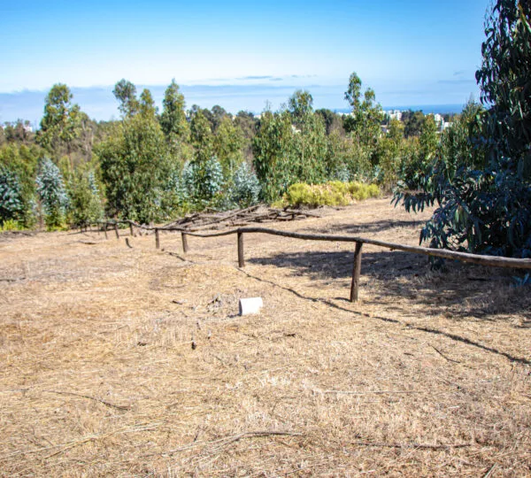 Campo Viejo