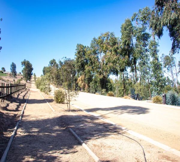 Campo Viejo