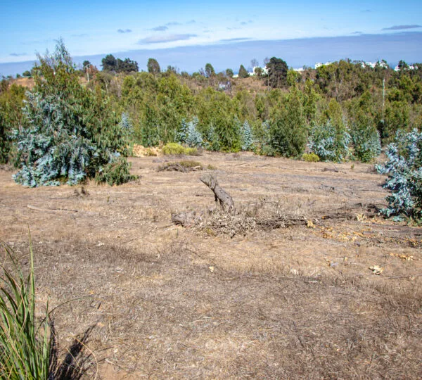Campo Viejo