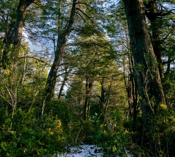 Cumbres de Dañicalqui
